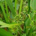 Attēlu rezultāti vaicājumam “Sparganium erectum aggr. fruit”