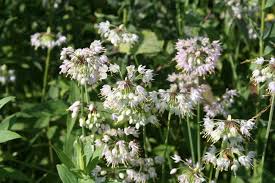 Attēlu rezultāti vaicājumam “Allium cepa flower”