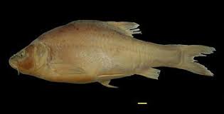 Image result for Cyprinus megalophthalmus