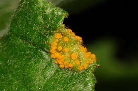 Attēlu rezultāti vaicājumam “Melampsora populnea”