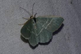 Attēlu rezultāti vaicājumam “Chlorissa viridata”