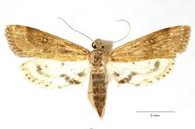 Attēlu rezultāti vaicājumam “Parapoynx stratiotata male”