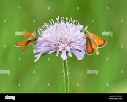 Attēlu rezultāti vaicājumam “Thymelicus sylvestris female”