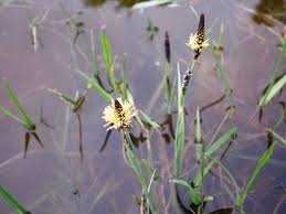 Attēlu rezultāti vaicājumam “Carex panicea flower”