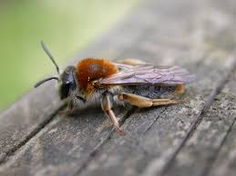 Attēlu rezultāti vaicājumam “Andrena haemorrhoa female”