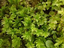 Attēlu rezultāti vaicājumam “Mnium stellare”