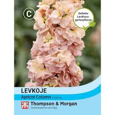 Image result for Levkoje
