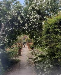 Attēlu rezultāti vaicājumam “Viburnum opulus flower”