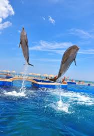 Image result for Adventure Dolphin