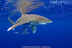 Image result for Carcharhinus longimanus