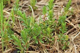 Attēlu rezultāti vaicājumam “Glaux maritima flower”