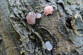 Attēlu rezultāti vaicājumam “Ombrophila violacea”