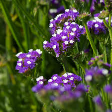 Attēlu rezultāti vaicājumam “Siphoptychium violaceum”