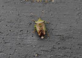 Attēlu rezultāti vaicājumam “Elasmostethus interstinctus imago”