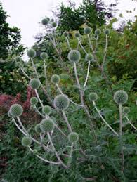 Image result for Echinops spaerocephalus