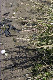 Attēlu rezultāti vaicājumam “Puccinellia distans”