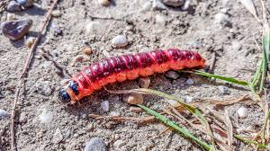 Attēlu rezultāti vaicājumam “Cossus cossus”