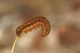 Attēlu rezultāti vaicājumam “Xestia baja”