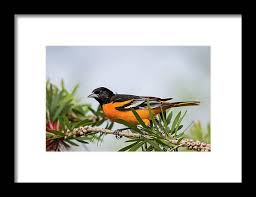 Image result for Icterus galbula