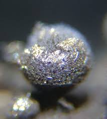 Attēlu rezultāti vaicājumam “Lamproderma pseudomaculatum”