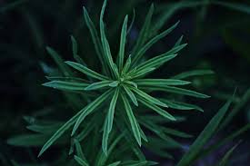 Attēlu rezultāti vaicājumam “Linaria vulgaris leaf”