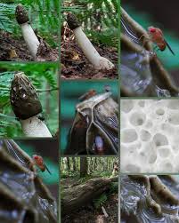 Attēlu rezultāti vaicājumam “Phallus impudicus”