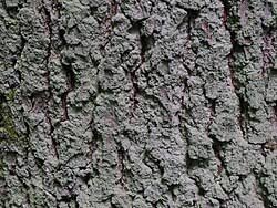 Attēlu rezultāti vaicājumam “Lepraria incana”