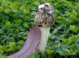 Attēlu rezultāti vaicājumam “Phallus impudicus”
