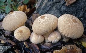 Attēlu rezultāti vaicājumam “Lycoperdon perlatum”