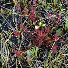 Attēlu rezultāti vaicājumam “Drosera x obovata leaf”