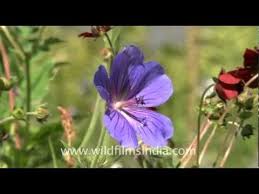 Attēlu rezultāti vaicājumam “Geranium pratense bud”