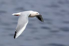 Image result for Chroicocephalus genei