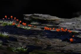 Attēlu rezultāti vaicājumam “Hemitrichia sp.”