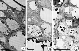Attēlu rezultāti vaicājumam “Geocrypta galii”