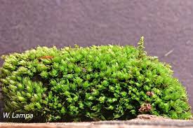 Attēlu rezultāti vaicājumam “Bryum amblyodon”