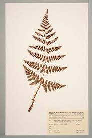 Attēlu rezultāti vaicājumam “Dryopteris dilatata”