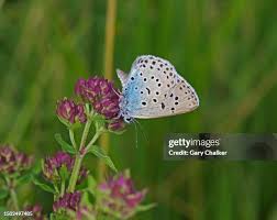 Attēlu rezultāti vaicājumam “Phengaris arion upperside”