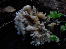 Attēlu rezultāti vaicājumam “Sebacina incrustans”