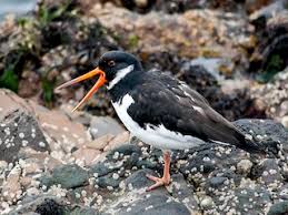 Attēlu rezultāti vaicājumam “Haematopus ostralegus adult”