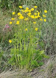 Attēlu rezultāti vaicājumam “Ranunculus acris leaf”