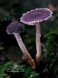 Attēlu rezultāti vaicājumam “Physarum auriscalpium”