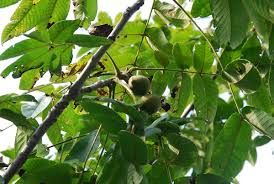 Attēlu rezultāti vaicājumam “Juglans mandshurica”