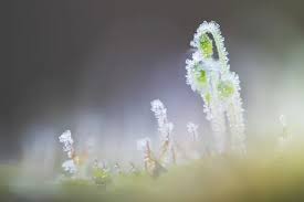 Attēlu rezultāti vaicājumam “Pohlia nutans”