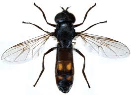 Attēlu rezultāti vaicājumam “Didea alneti”