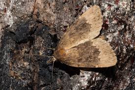 Attēlu rezultāti vaicājumam “Amphipyra perflua”