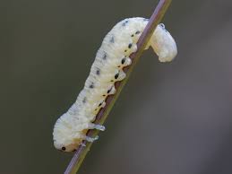 Attēlu rezultāti vaicājumam “Nematus ribesii larva”
