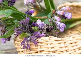 Attēlu rezultāti vaicājumam “Symphytum officinale flower”