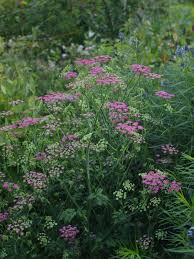 Image result for Pimpinella major