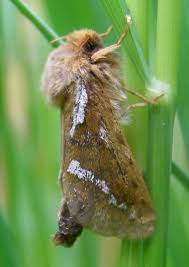 Attēlu rezultāti vaicājumam “Hepialus lupulinus”