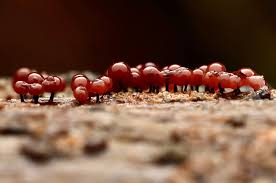 Attēlu rezultāti vaicājumam “Lamproderma arcyrioides”